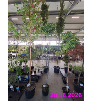 Acer pseudopl. 'Hermitage' C 10 L